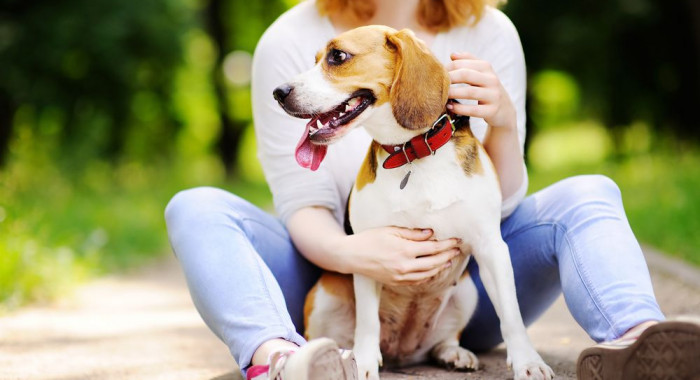 Como os cachorros podem ajudar a manter a saúde emocional em dia